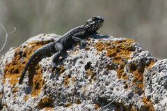 Laudakia vulgaris