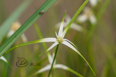 Rhynchospora colorata