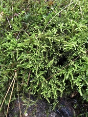 Claopodium crispifolium