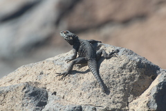 Laudakia vulgaris