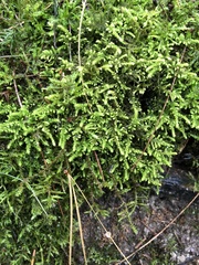 Claopodium crispifolium