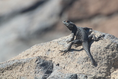 Laudakia vulgaris