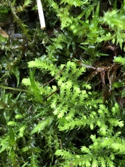 Claopodium crispifolium
