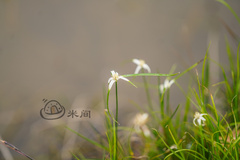 Rhynchospora colorata