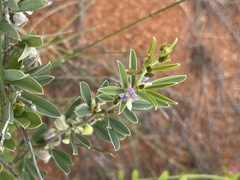 Ptycholobium contortum