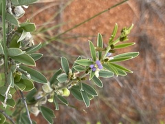 Ptycholobium contortum