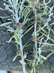 Trigonomyia cristata