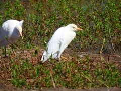 Bubulcus ibis