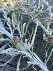 Trigonomyia cristata