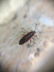 Melacoryphus circumlitus