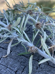 Trigonomyia cristata