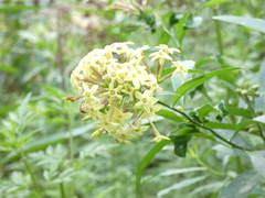 Cestrum laevigatum