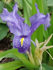Iris planifolia