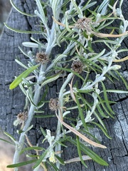 Trigonomyia cristata