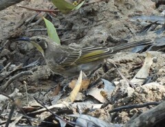 Gliciphila melanops