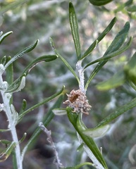 Trigonomyia cristata