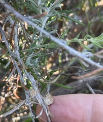 Trigonomyia cristata
