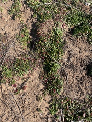 Rumex bucephalophorus