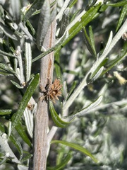 Trigonomyia cristata