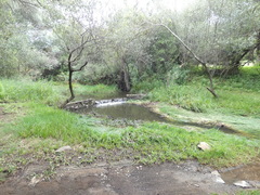 Hemarthria altissima