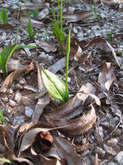 Ophioglossum gomezianum