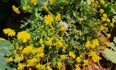 Senecio vernalis