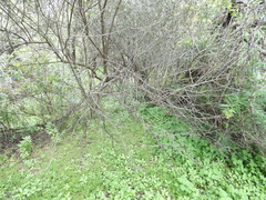 Olea europaea cuspidata