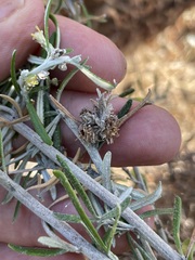 Trigonomyia cristata