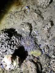 Anthopleura artemisia