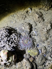 Anthopleura artemisia