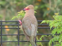 Urocolius indicus indicus