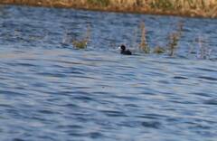 Fulica atra