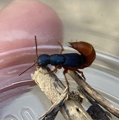 Dinothenarus saphyrinus