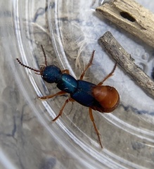 Dinothenarus saphyrinus