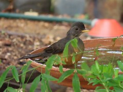 Turdus olivaceus olivaceus