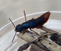 Dinothenarus saphyrinus