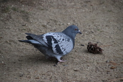 Columba livia domestica