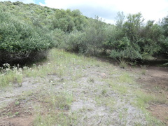 Aristida congesta barbicollis