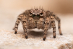 Aelurillus v-insignitus