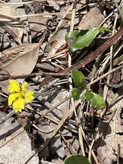 Goodenia ovata