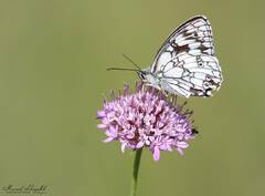 Melanargia ines