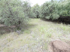 Trinervitermes trinervoides