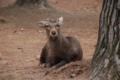 Cervus nippon centralis