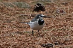 Motacilla alba