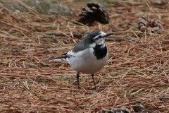 Motacilla alba