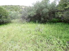 Bulbine narcissifolia