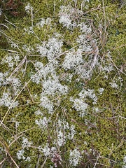 Cladonia portentosa