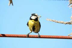 Cyanistes teneriffae