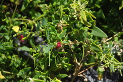 Chenopodium nutans nutans