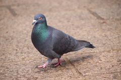 Columba livia domestica